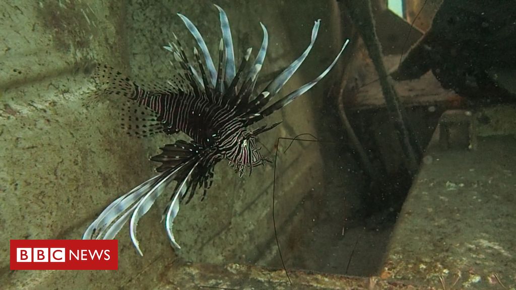 o-peixe-venenoso-que-invadiu-mar-brasileiro-e-pode-se-espalhar-por-todo-litoral-em-menos-de-2-anos