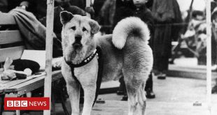 hachiko:-a-historia-do-cao-‘mais-fiel-do-mundo’,-que-faria-100-anos