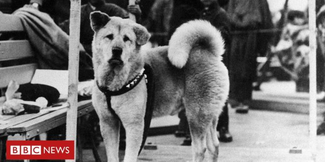 hachiko:-a-historia-do-cao-‘mais-fiel-do-mundo’,-que-faria-100-anos