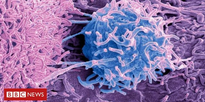 cancer:-o-misterio-dos-microbios-que-vivem-em-tumores