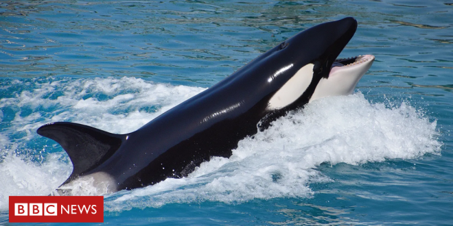 as-possiveis-razoes-dos-crescentes-‘ataques’-de-orcas-a-barcos