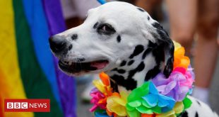 os-sinais-que-indicam-que-seu-cachorro-pode-sofrer-de-ansiedade