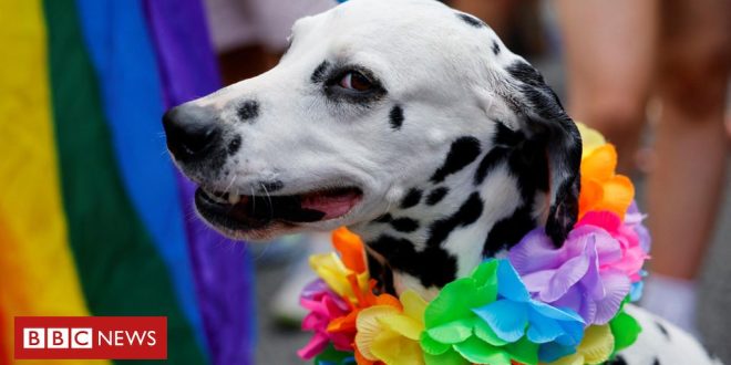 os-sinais-que-indicam-que-seu-cachorro-pode-sofrer-de-ansiedade