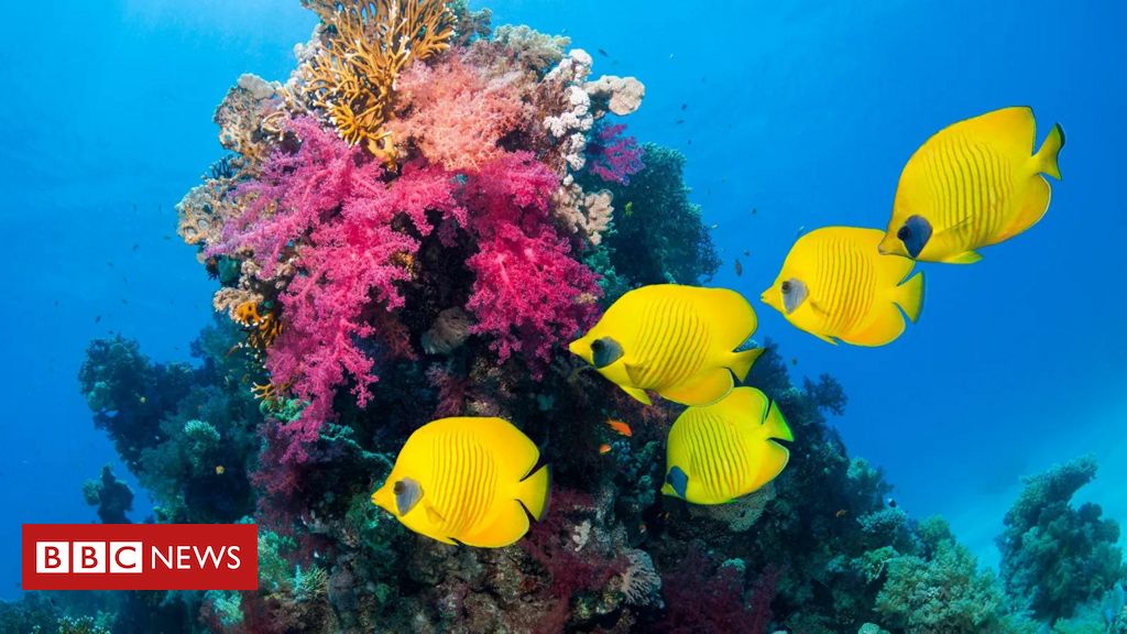 aquecimento-global:-como-fenomeno-faz-peixes-respirarem-com-mais-dificuldade