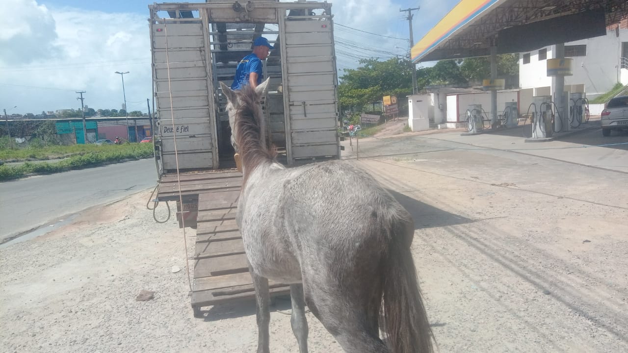 mais-de-170-animais-de-grande-porte-ja-foram-recolhidos-das-vias-publicas-de-olinda-em-2023