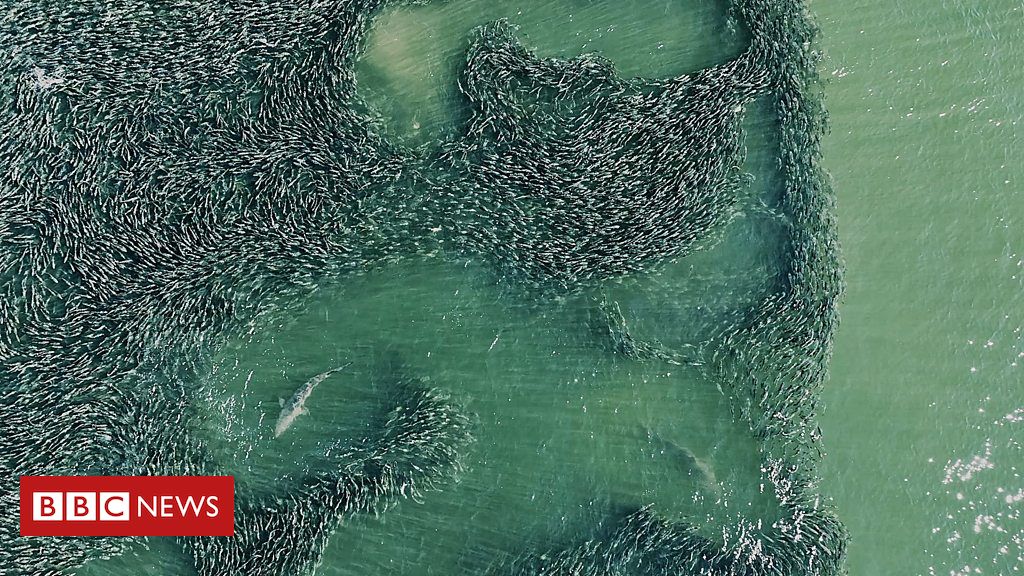 a-impressionante-imagem-de-drone-que-revela-tubaroes-‘escondidos’-perto-da-praia