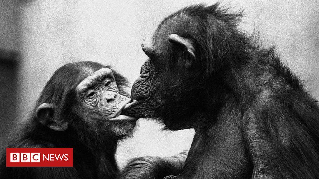 o-que-primatas-revelam-sobre-sexo-e-genero-em-humanos,-segundo-cientista