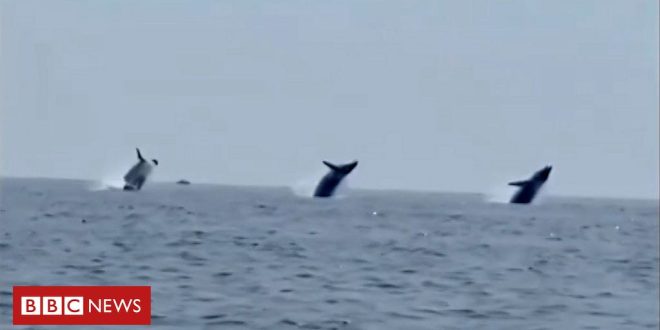 assista-ao-momento-raro-em-que-tres-baleias-fazem-‘bale’-no-ar