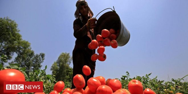 o-impacto-do-el-nino-na-producao-global-de-alimentos