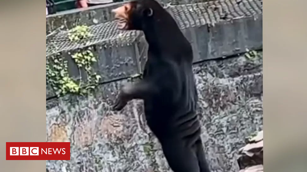 ‘nossos-ursos-nao-sao-pessoas-fantasiadas’:-o-video-que-obrigou-zoo-chines-a-negar-rumores-de-farsa