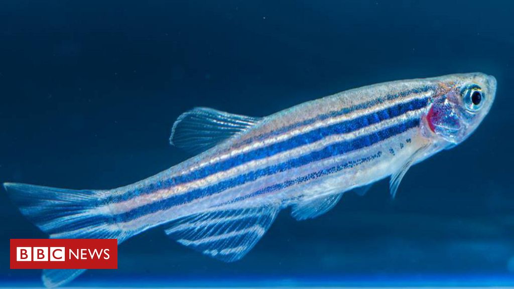 a-pesquisa-do-butantan-sobre-veneno-de-peixe-que-foi-revisada-por-criancas
