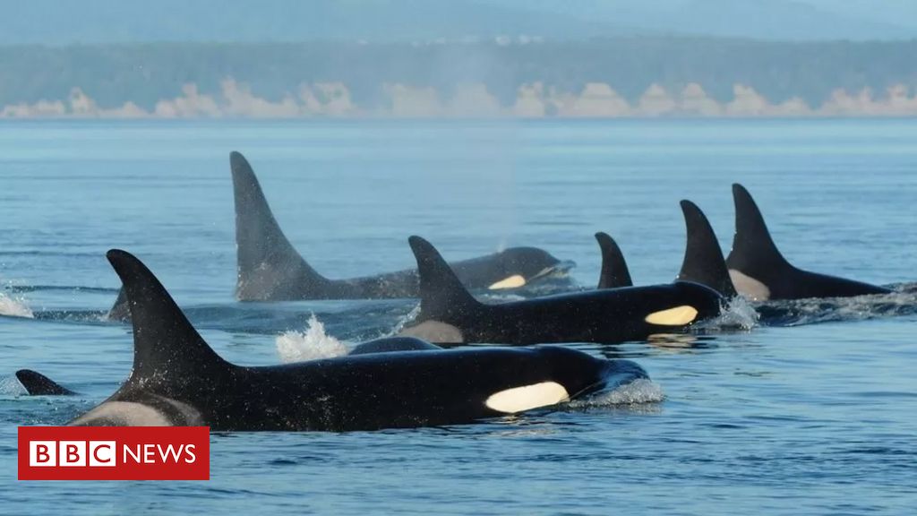 como-orcas-do-atlantico-estao-‘aprendendo’-a-atacar-barcos