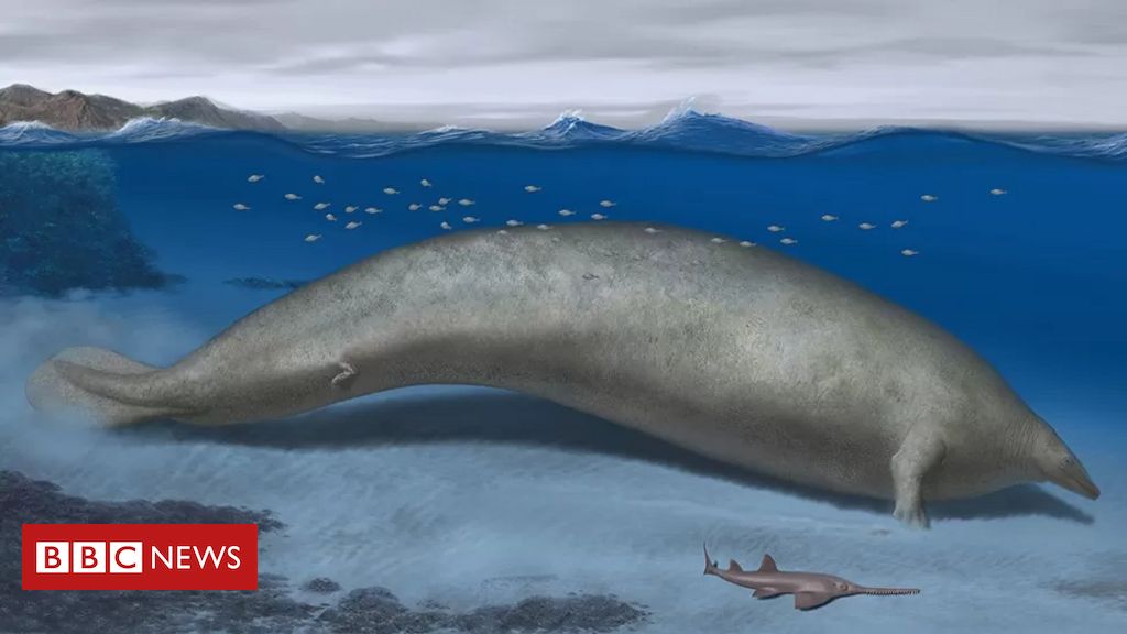 o-fossil-encontrado-no-peru-que-pode-ter-sido-do-animal-‘mais-pesado-que-ja-existiu’