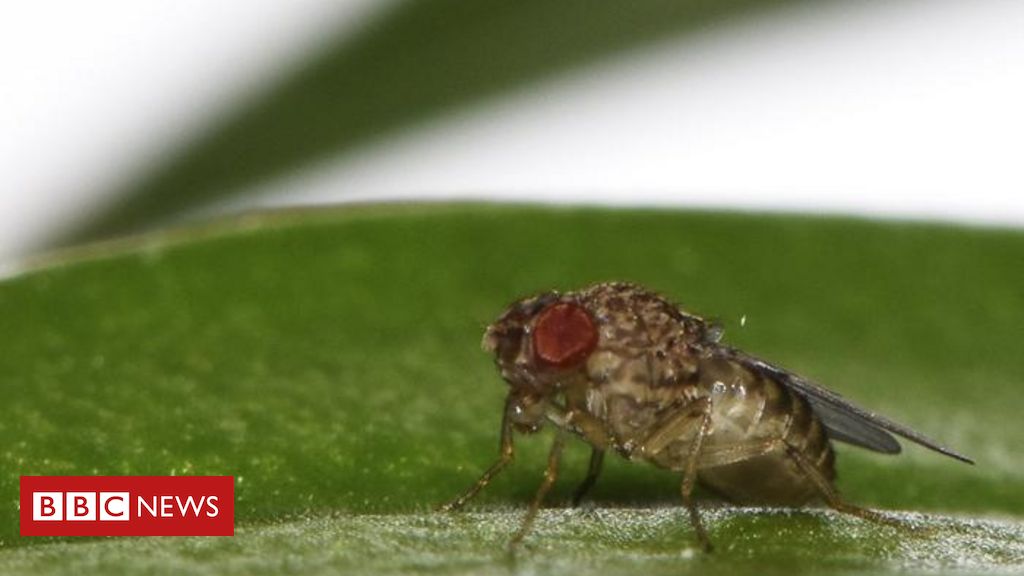‘nascimento-virginal’:-o-primeiro-animal-geneticamente-modificado-para-ter-filhos-sem-sexo