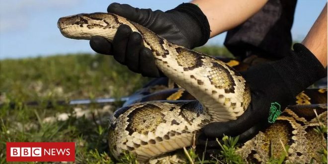 os-cacadores-de-cobras-dos-eua-que-lutam-contra-pitons-gigantes