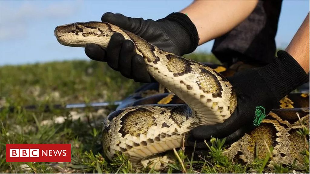 os-cacadores-de-cobras-dos-eua-que-lutam-contra-pitons-gigantes