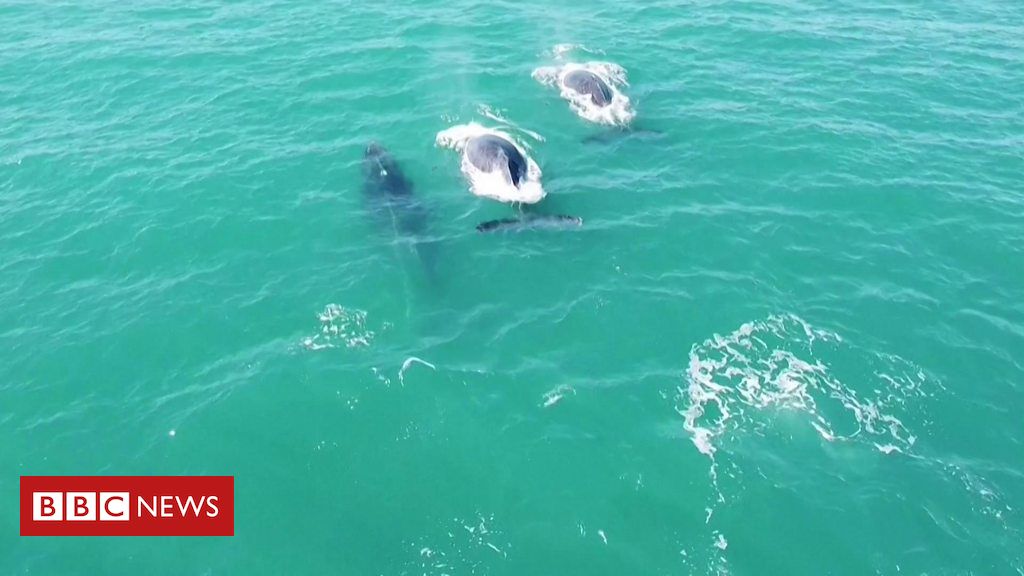 como-baleias-estao-voltando-aos-mares-do-brasil-decadas-apos-serem-mortas-em-massa