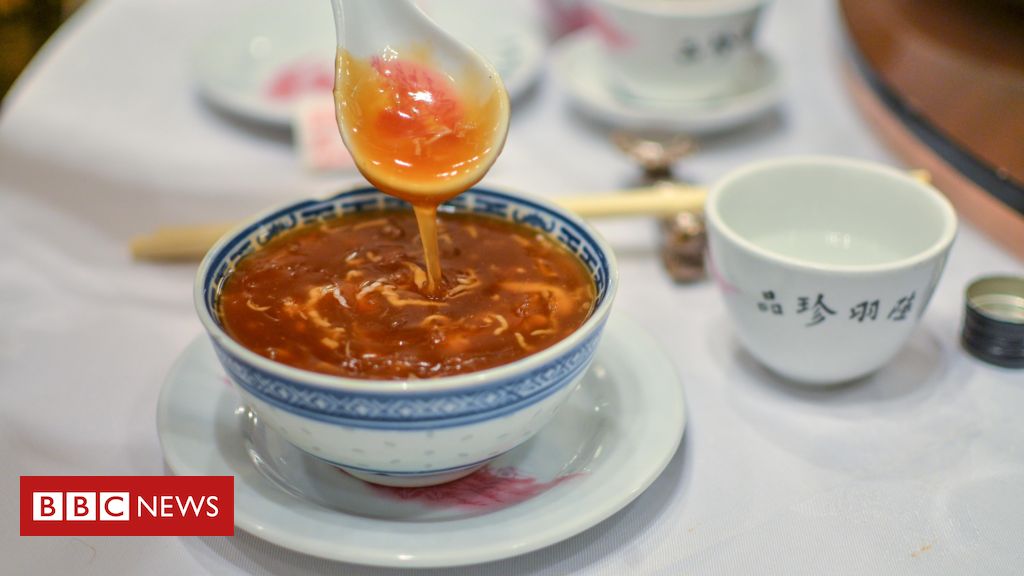 como-‘sopa-ostentacao’-de-barbatana-de-tubarao-impulsiona-pesca-ilegal-no-brasil