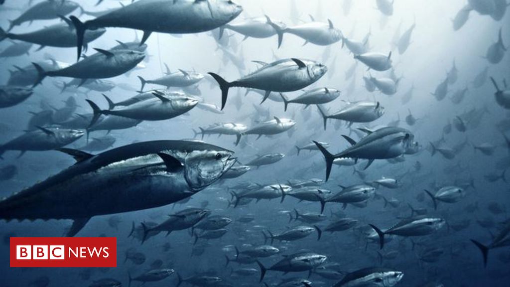como-os-oceanos-podem-ser-recuperados-apos-todo-o-estrago-causado-pela-acao-humana
