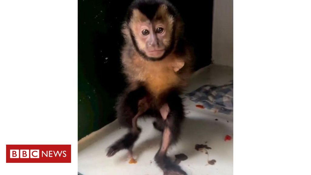 os-animais-silvestres-eletrocutados-em-fiacao-eletrica-no-rio-de-janeiro