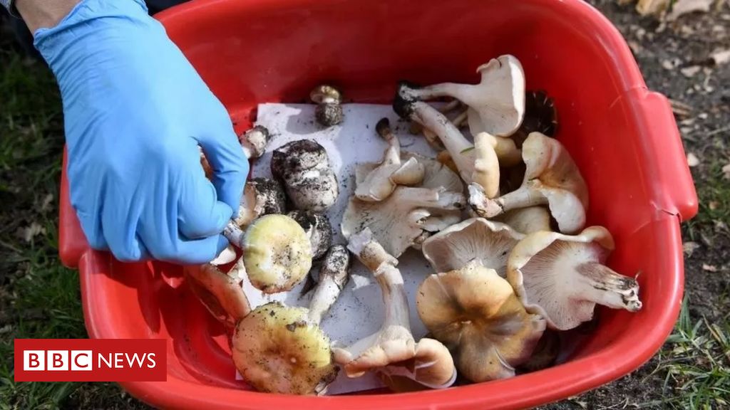 o-almoco-que-acabou-em-3-mortes-e-suspeita-de-envenenamento-por-cogumelos