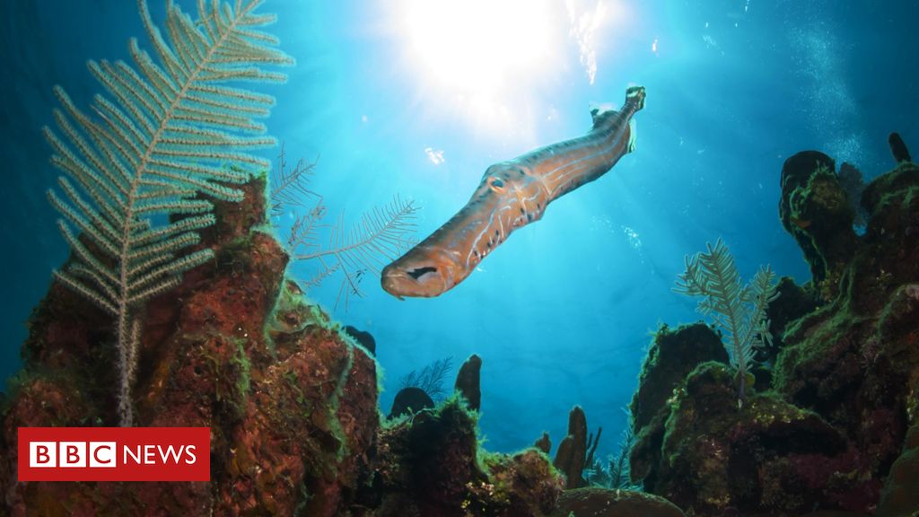 os-peixes-que-se-escondem-atras-de-outros-para-cacar