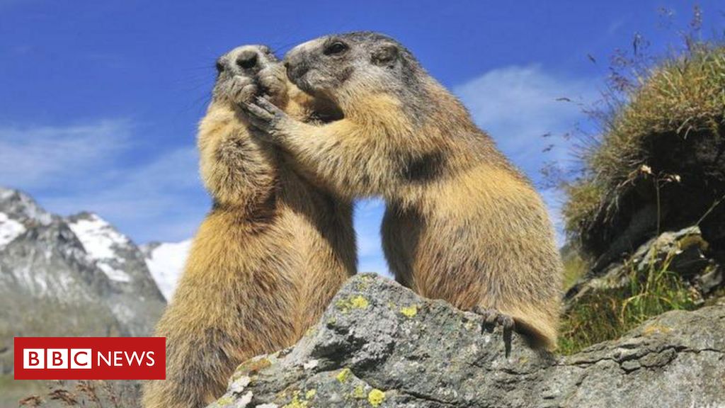 como-animais-tem-‘amizades’-surpreendentemente-parecidas-com-as-humanas