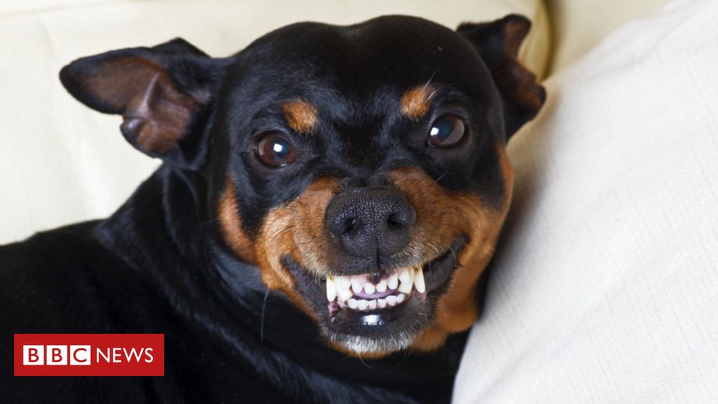 cachorros:-algumas-racas-sao-mais-agressivas-que-outras?
