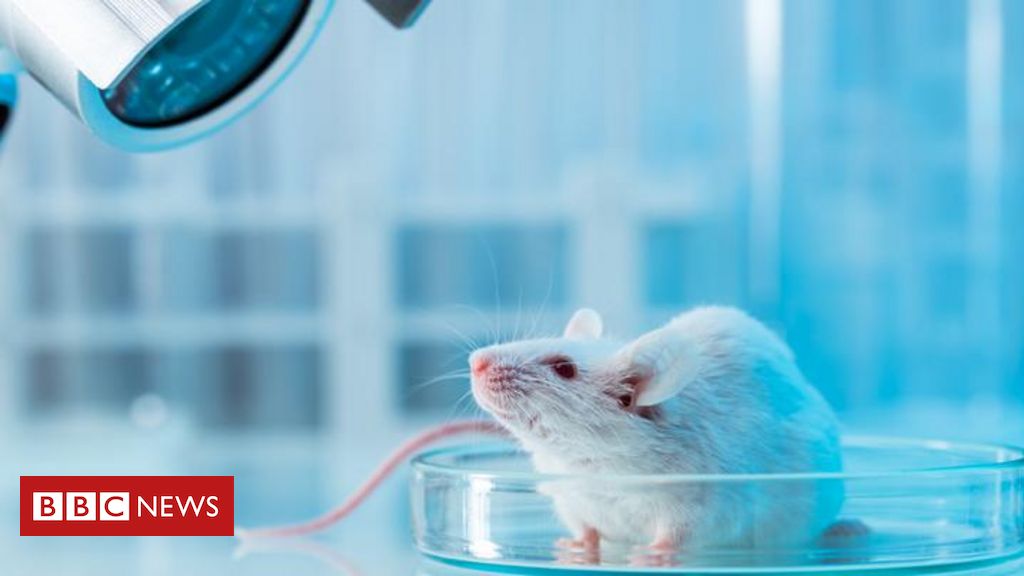 por-que-experimentos-cientificos-usaram-mais-camundongos-machos-do-que-femeas?