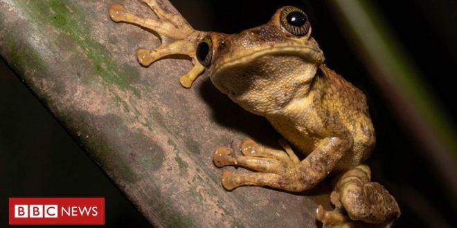 quais-sao-os-paises-que-mais-fazem-pesquisas-sobre-a-amazonia?