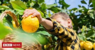 os-segredos-–-alem-da-comida-–-da-dieta-mediterranea,-a-mais-recomendada-para-a-saude