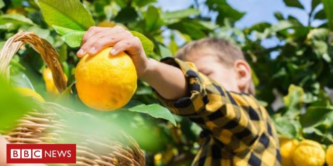 os-segredos-–-alem-da-comida-–-da-dieta-mediterranea,-a-mais-recomendada-para-a-saude