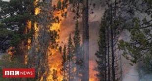 como-mudanca-climatica,-atividade-humana-e-incendios-contribuiram-para-ultima-extincao-em-massa