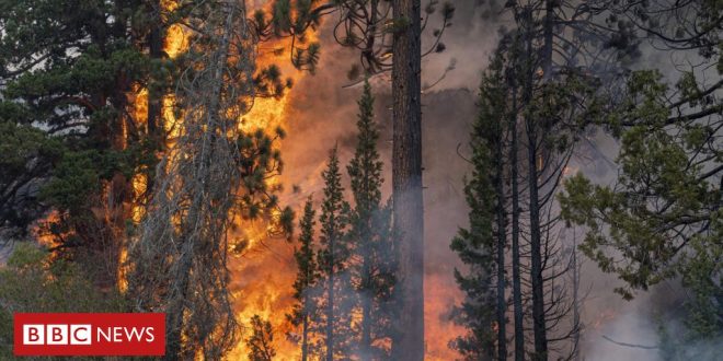 como-mudanca-climatica,-atividade-humana-e-incendios-contribuiram-para-ultima-extincao-em-massa