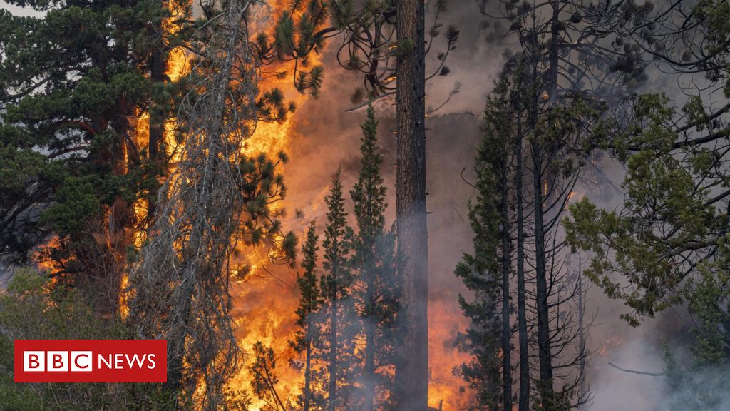 como-mudanca-climatica,-atividade-humana-e-incendios-contribuiram-para-ultima-extincao-em-massa