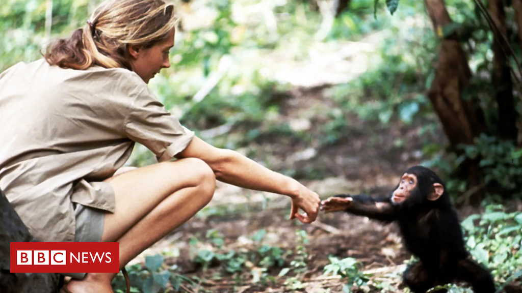 como-uma-foto-mudou-nossa-visao-dos-chimpanzes