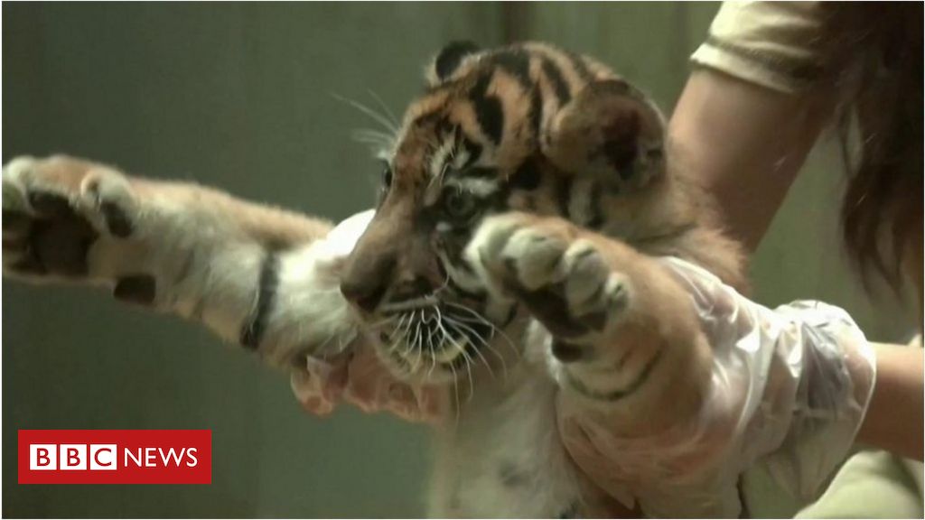 os-raros-filhotes-de-tigre-de-sumatra-que-sao-cruciais-para-futuro-da-especie