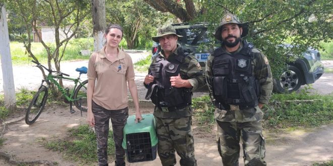 iguana-e-resgatada-pelo-grupo-ambiental-da-guarda-municipal-de-olinda