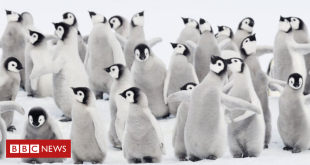 a-morte-chocante-de-milhares-de-bebes-pinguins-por-gelo-derretido-na-antartida