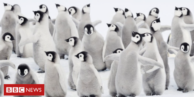 a-morte-chocante-de-milhares-de-bebes-pinguins-por-gelo-derretido-na-antartida