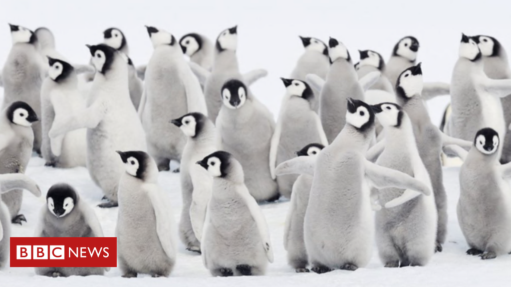 a-morte-chocante-de-milhares-de-bebes-pinguins-por-gelo-derretido-na-antartida