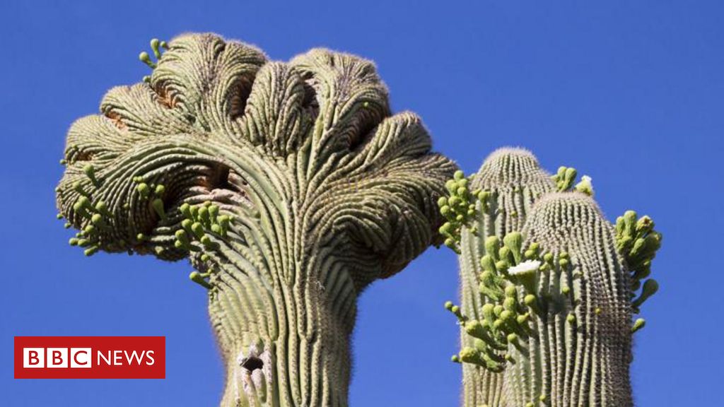 cancer-em-cactos:-o-que-a-doenca-em-outras-especies-pode-nos-ensinar