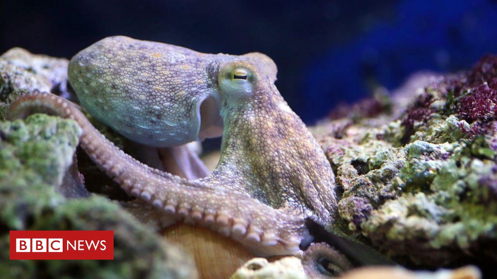 animais-sao-capazes-de-sonhar-como-seres-humanos?