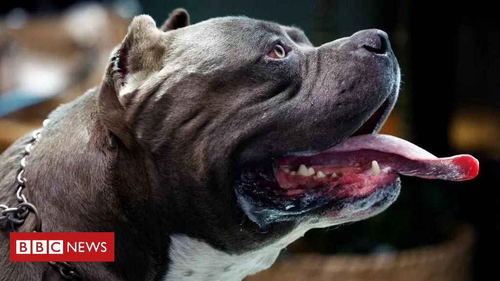 bully-xl:-a-raca-de-caes-chamada-de-‘mortal’-no-reino-unido-e-que-pode-ser-proibida