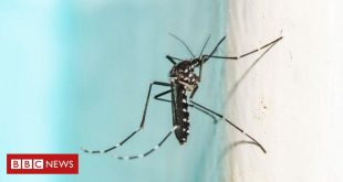 olimpiadas-2024:-franca-recorre-a-fumace-apos-aumento-de-dengue,-chikungunya-e-zika