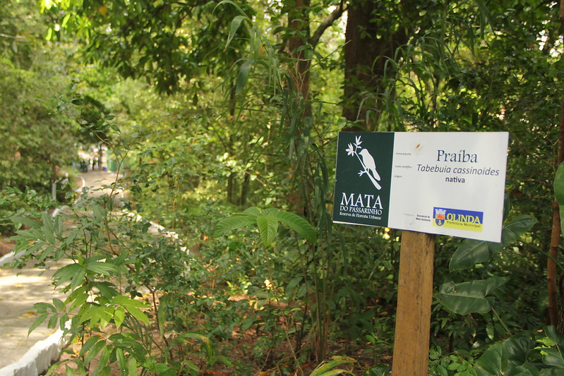 olinda-comemora-semana-da-arvore-com-atividades-na-reserva-ecologica-da-mata-do-passarinho  