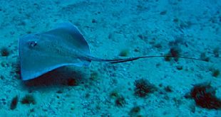 suape-lanca-no-dia-da-fauna-painel-digital-da-vida-marinha-e-estuarina-com-centenas-de-especies