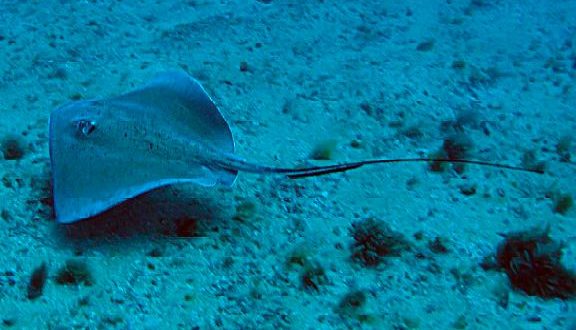 suape-lanca-no-dia-da-fauna-painel-digital-da-vida-marinha-e-estuarina-com-centenas-de-especies