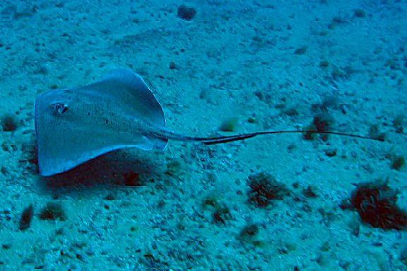 suape-lanca-no-dia-da-fauna-painel-digital-da-vida-marinha-e-estuarina-com-centenas-de-especies