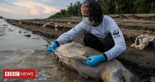 mais-de-uma-centena-de-botos-mortos:-as-imagens-que-mostram-o-drama-na-seca-da-amazonia